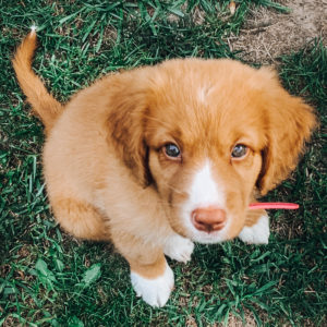 Nova Scotia duck tolling retriever