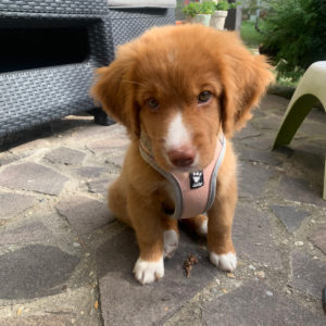 Nova Scotia duck tolling retriever