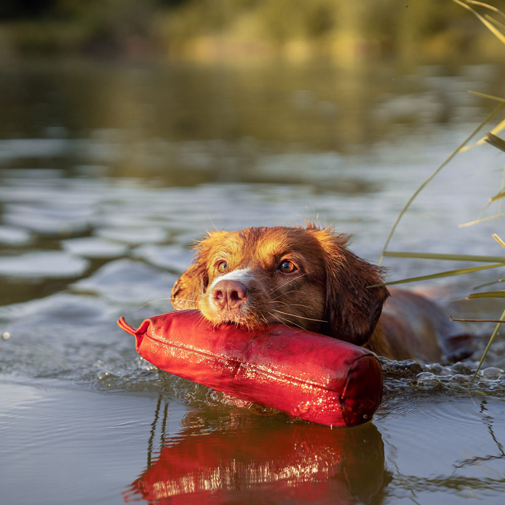 Nova Scotia duck tolling retriever