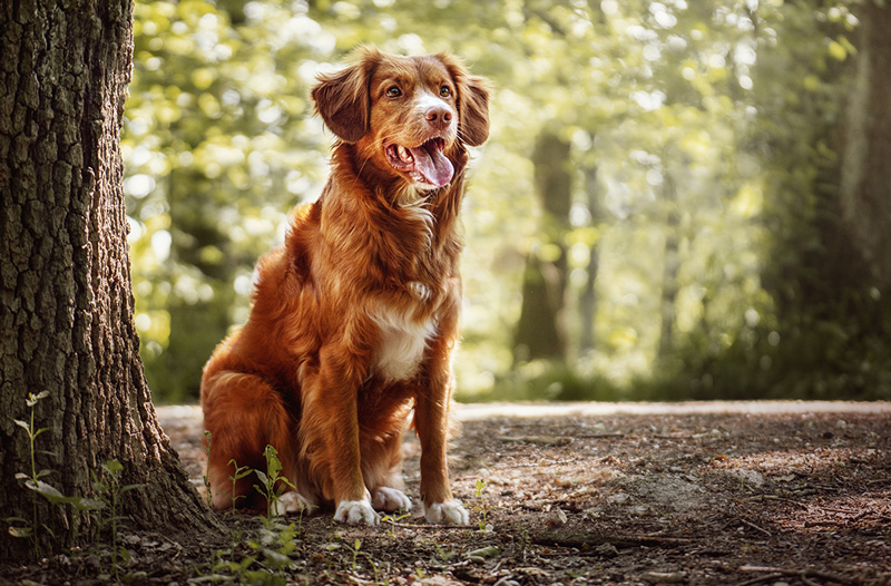 Novoškótsky retriever