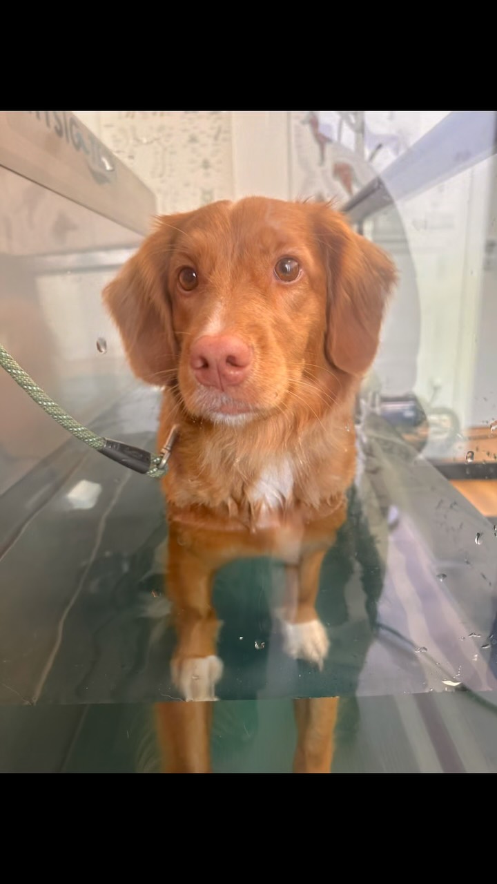 Cherubic Soul Toller Kennel