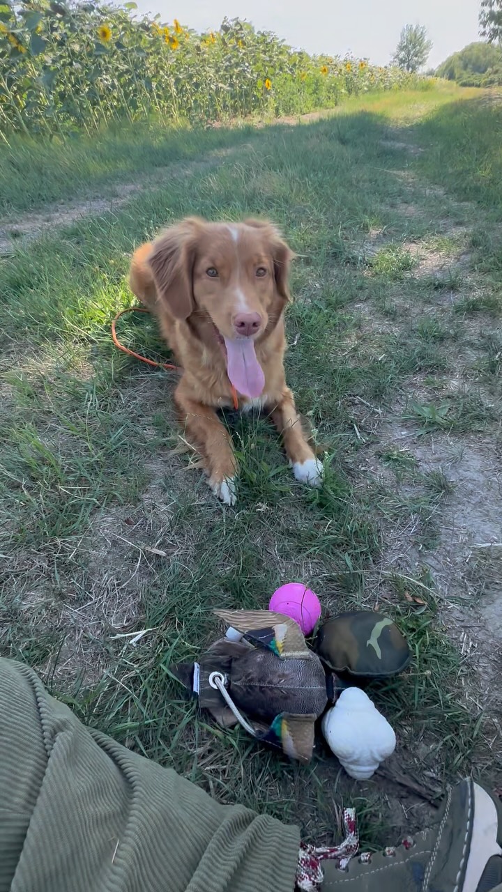 Cherubic Soul Toller Kennel