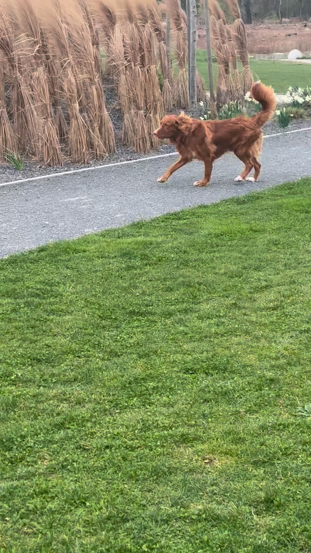 Cherubic Soul Toller Kennel