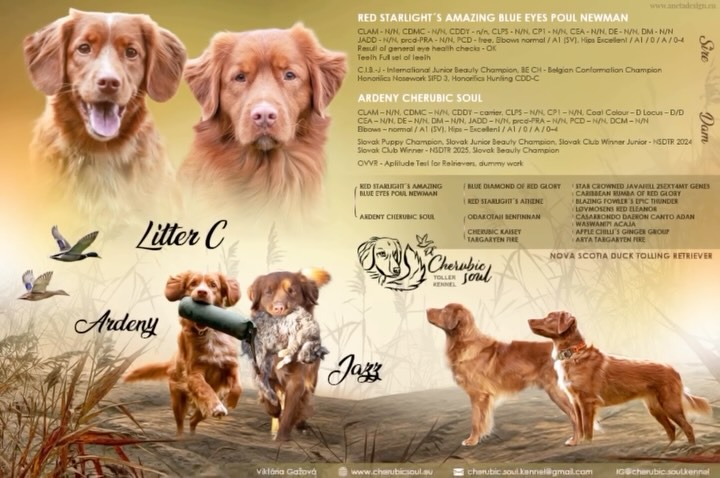 Cherubic Soul Toller Kennel