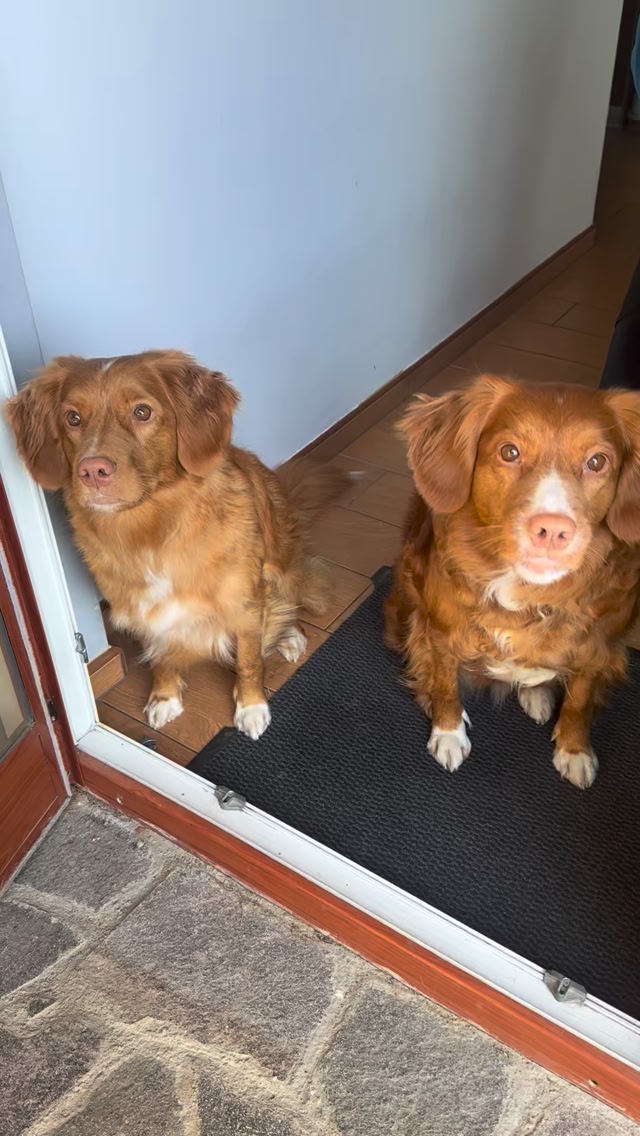 Cherubic Soul Toller Kennel